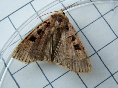 Triple-spotted Clay
